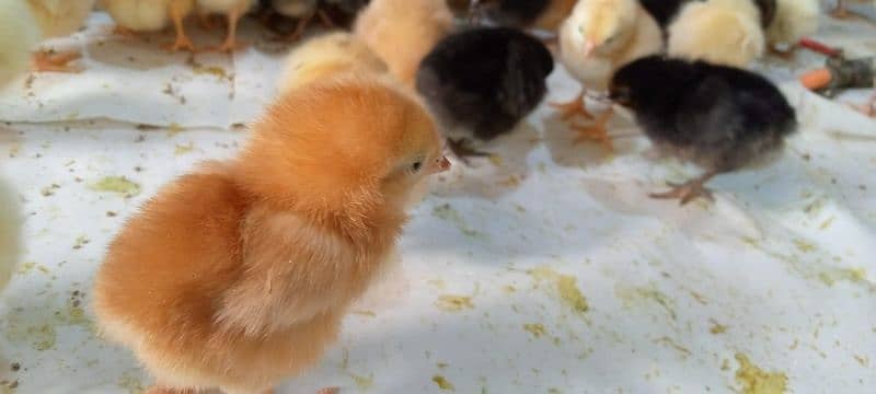 Punjab Breed Golden Misri Chicks Available hy: 03122449526. 16