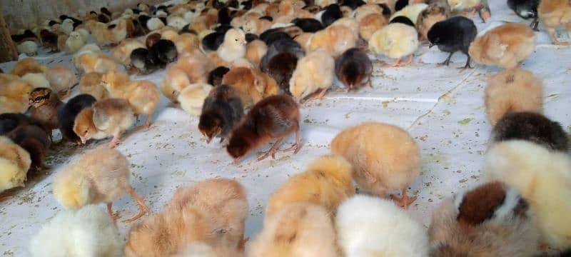 Punjab Breed Golden Misri Chicks Available hy: 03122449526. 17