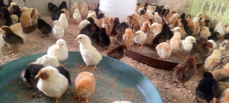 Punjab Breed Golden Misri Chicks Available hy: 03122449526. 18