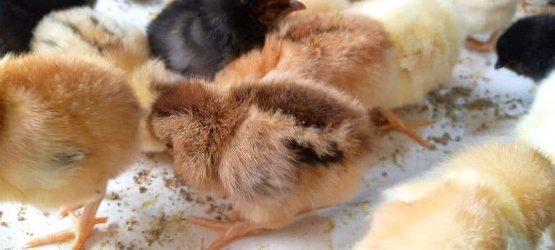 Punjab Breed Golden Misri Chicks Available hy: 03122449526. 19