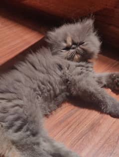 Pure Persian kittens | piki face kittens | Cat babies for sale 0