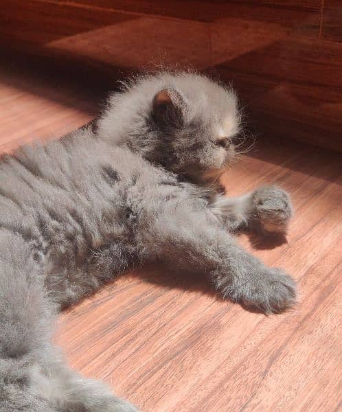Pure Persian kittens | piki face kittens | Cat babies for sale 1