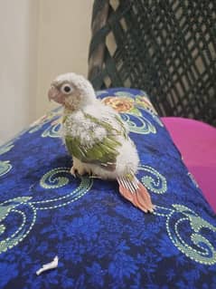 pineapple high red factor conure chick's/Yellow sided conure