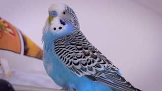 undersize budgies for sell