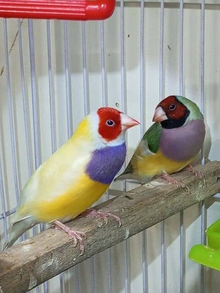 Gouldian yellow back male and split yellow female 2