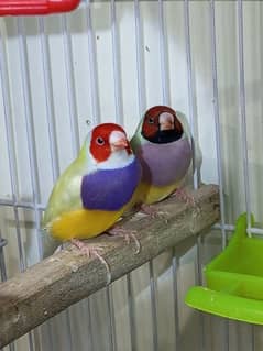 Gouldian yellow back male and split yellow female