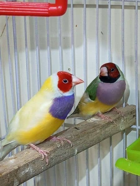 Gouldian yellow back male and split yellow female 3