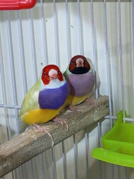 Gouldian yellow back male and split yellow female 5