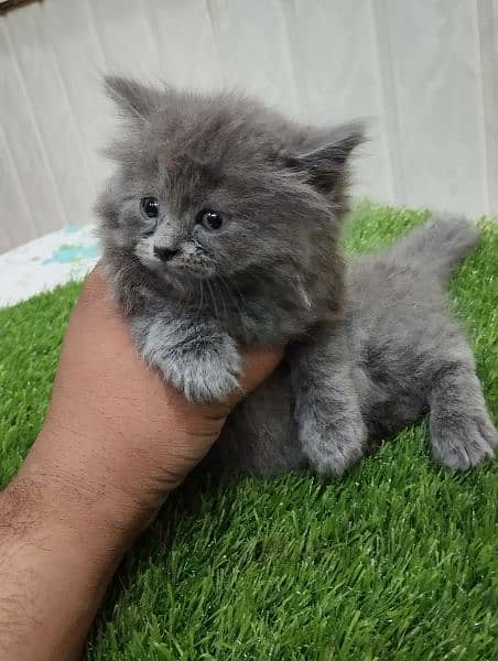 Persian kitten For Sale 3