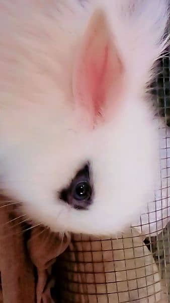 loop Rabbit bunny 9
