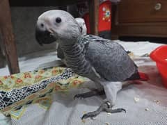 Grey Parrot Self Chick