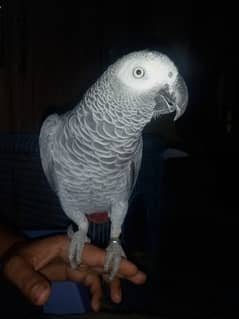 african grey/gray female parrot/conures