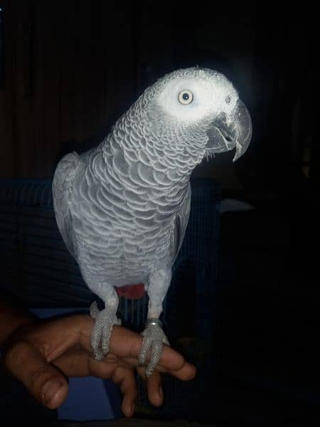 african grey/gray female parrot/conures 0