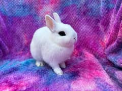 Dwarf hotot imported rabbit breed 0