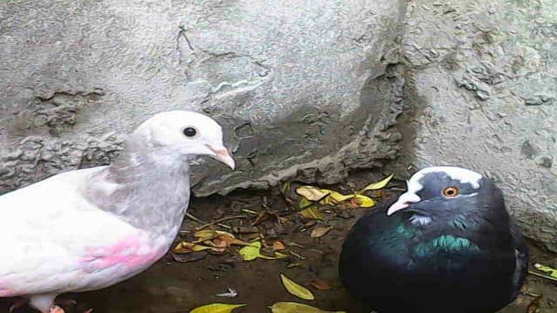 Gubara pigeon for sale 0