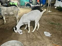 Goat(Female)
