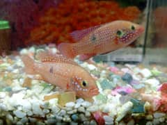 red jewel fish