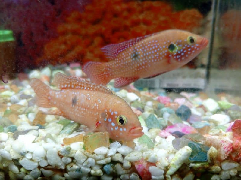 red jewel fish 0