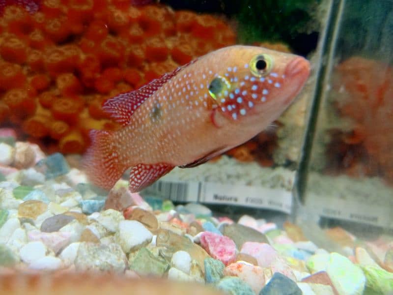 red jewel fish 1