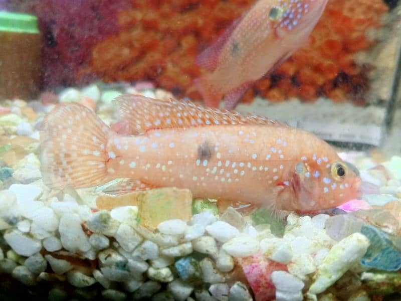 red jewel fish 2