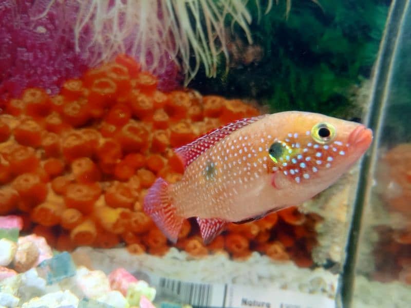 red jewel fish 3
