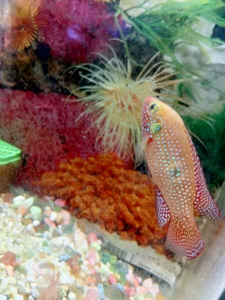 red jewel fish 4