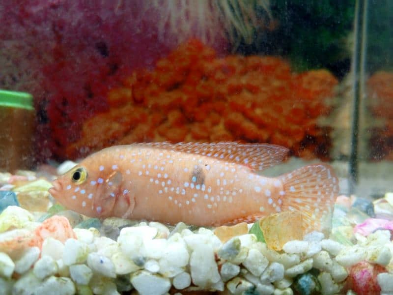 red jewel fish 7