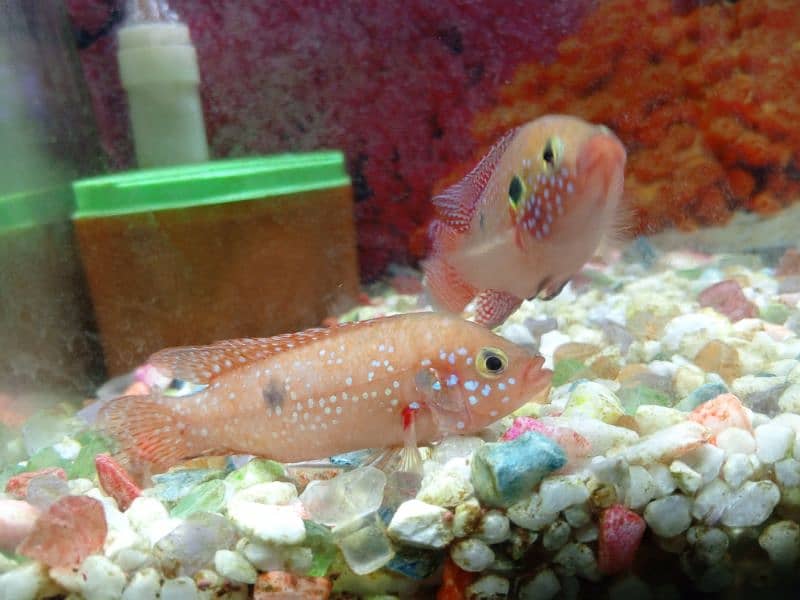 red jewel fish 8
