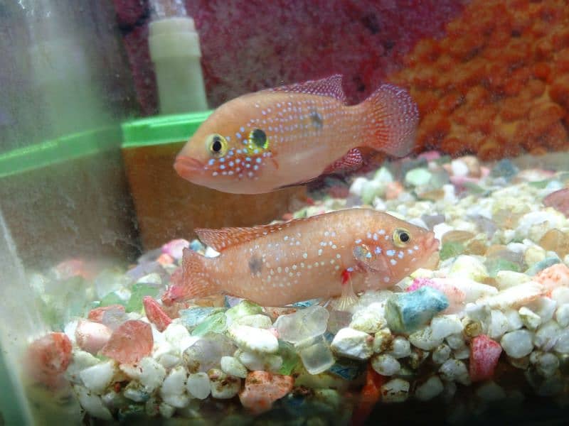 red jewel fish 9