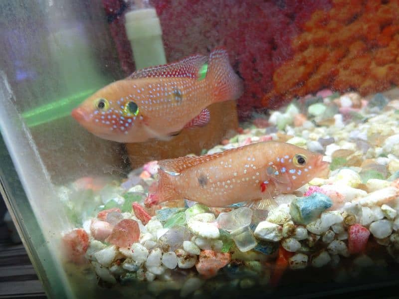 red jewel fish 10