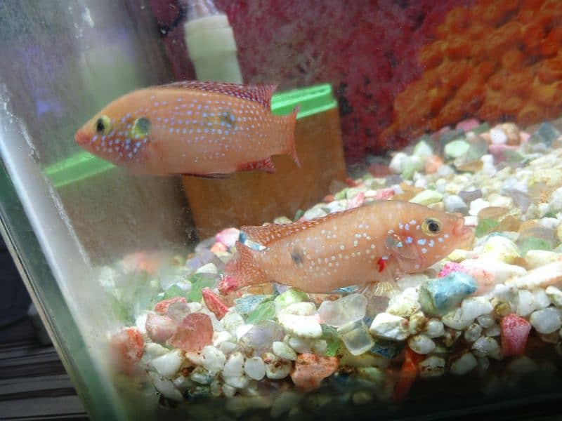 red jewel fish 11