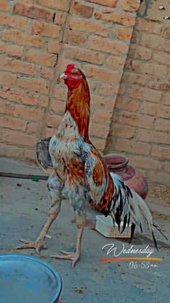 pure aseel high quality breed full long tail