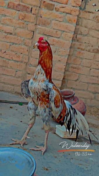 pure aseel high quality breed full long tail 0