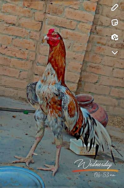 pure aseel high quality breed full long tail 1