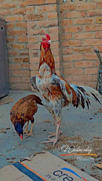 pure aseel high quality breed full long tail 2