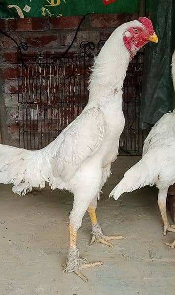 Paper White Shamo Chicks 1
