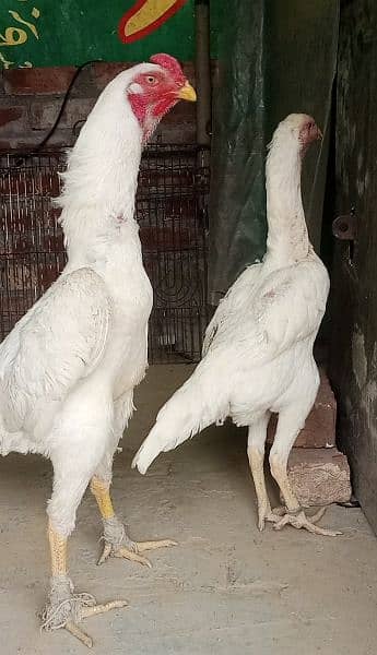 Paper White Shamo Chicks 2