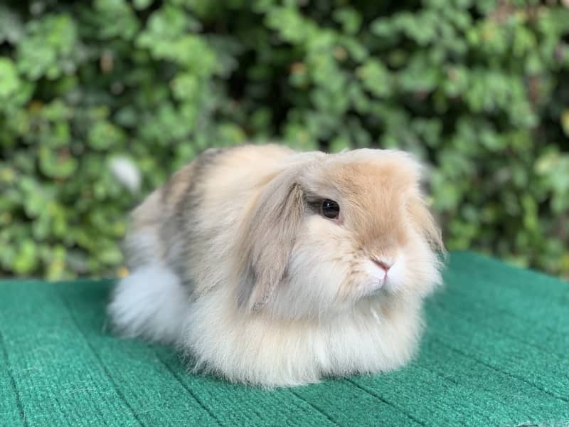 Fancy Imported Pet Pure Breed Rabbits 0