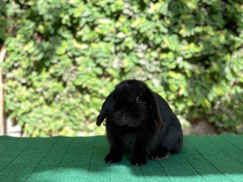 Fancy Imported Pet Pure Breed Rabbits 7