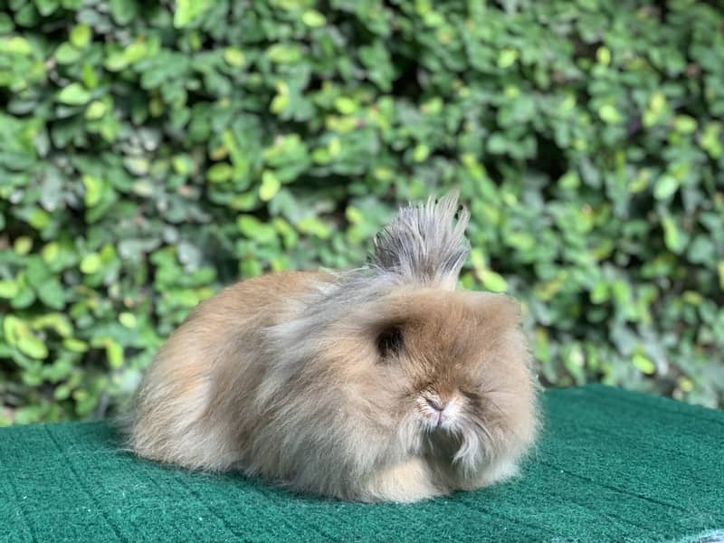Fancy Imported Pet Pure Breed Rabbits 8