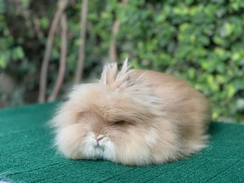 Fancy Imported Pet Pure Breed Rabbits 19