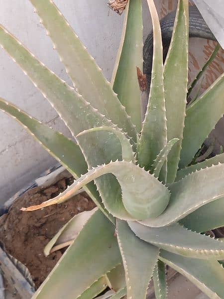 Aloe vera plant 0