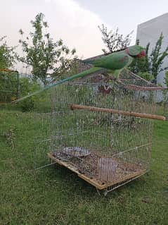 Kashmiri raw Alexander parrot 0