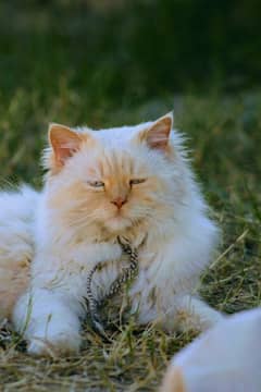 Blue eyes white persian cat