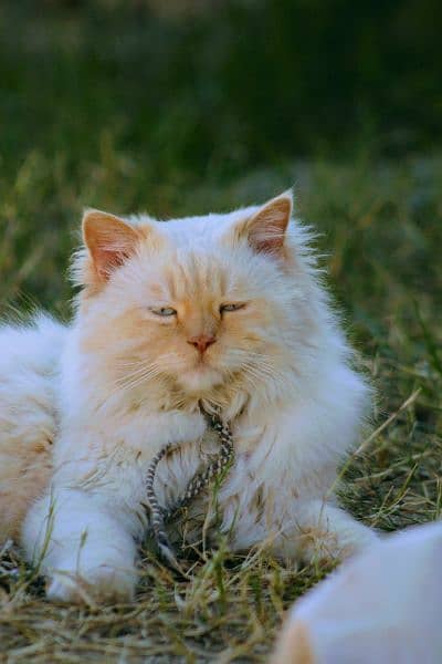 Blue eyes white persian cat 0