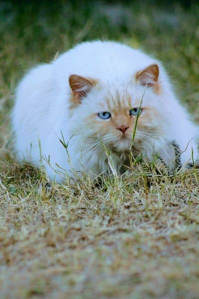Blue eyes white persian cat 1