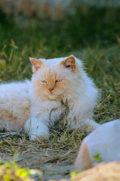 Blue eyes white persian cat 2