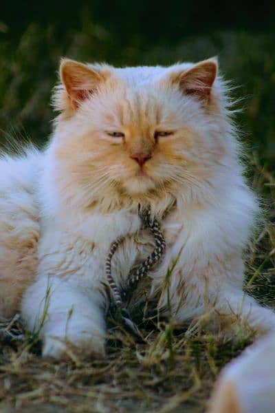 Blue eyes white persian cat 3