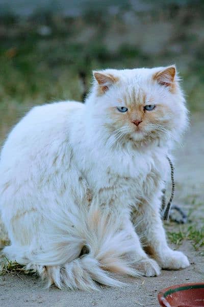 Blue eyes white persian cat 4