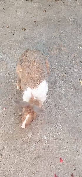 Rabbits for sale 3